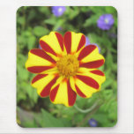 Striped French Marigold Photo Mousepad