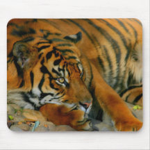 Striped Predator Mouse Pads