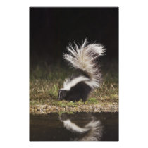Striped Skunk, Mephitis mephitis, adult at