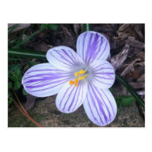 Striped Springtime Crocus Post Cards