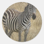 Striped Zebra Stickers