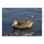 Stripey Duck card