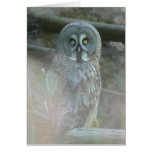strix-nebulosa-lapponi greeting cards