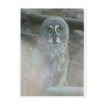 strix-nebulosa-lapponi postcards