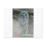 strix-nebulosa-lapponi post cards