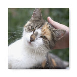 Stroke a Calico magnets