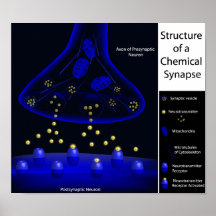 Structure of a synapse print