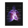 Structure of the heart and lungs postcards