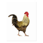 Strutting Rooster Postcard