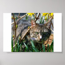 Stubby Posters