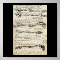 Studies of the Arm by Leonardo Da Vinci c. 1510 Print
