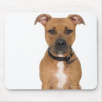 Studio portrait of American pit bull puppy 3 Mouse Mats