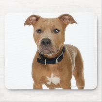 Studio portrait of American pit bull puppy Mousemats