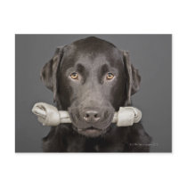 Studio portrait of chocolate labrador carrying postcards