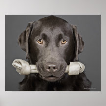 Studio portrait of chocolate labrador carrying posters