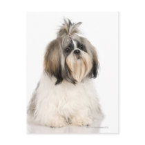Studio portrait of Shih Tzu Post Cards