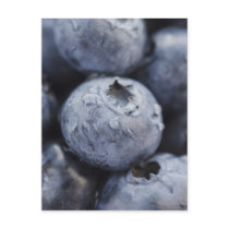 Studio shot of blueberries 2 post card