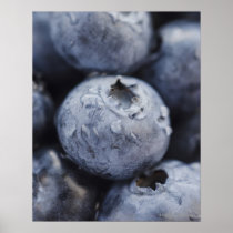 Studio shot of blueberries 2 poster