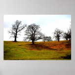 Studley Trees Posters