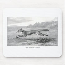 Study of a Fox mousepads