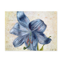 Study of a lily, 1526 postcards
