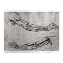 Study of Arms postcards