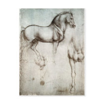 Study of horse. postcards