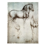 Study of horse. postcards