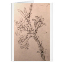Study of lilies greeting cards