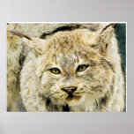 Stuffed Bobcat Closeup