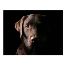 Stunning Chocolate Labrador Post Card