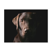 Stunning Chocolate Labrador Post Card