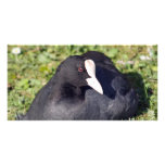 stunning duck photo card photo cards