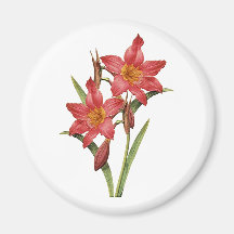 Stunning Tropical Amaryllis Study Refrigerator Magnets