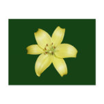 Stunning Yellow Lily Flower Post Cards