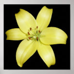 Stunning Yellow Lily Flower Poster