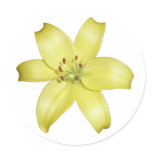 Stunning Yellow Lily Flower Round Sticker
