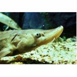Sturgeon photo sculptures