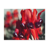 Sturt Desert Pea Postcard