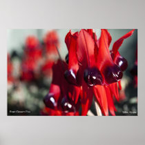 Sturt Desert Pea