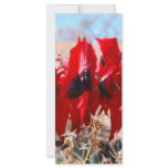 Sturt's Desert Pea rack cards