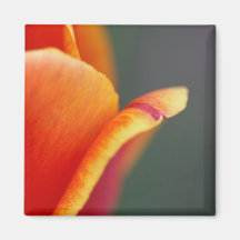 subject colour refrigerator magnet