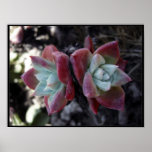 Subtle Succulents (16 x 12) Posters