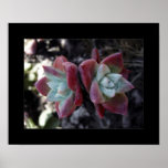 Subtle Succulents Posters