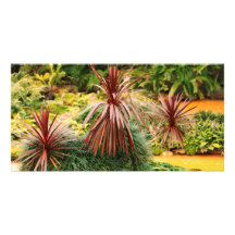 Subtropical vegetation customised photo card