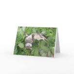 Succulent Backscratch Greeting Card