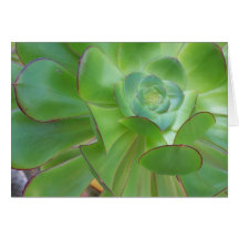 Succulent Beauty...Oxnard California Card