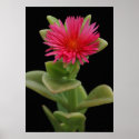 Succulent Blossom posters