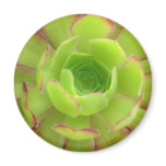 Succulent magnets