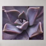 succulent print
